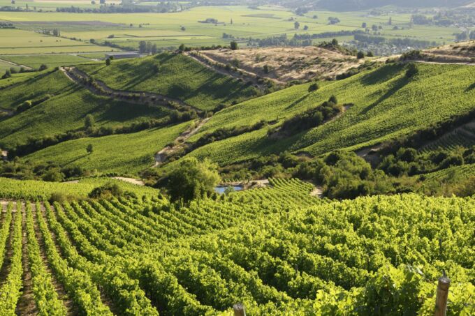 Weinberg des Montes Weinguts in Chile mit üppigen grünen Reben, sanft abfallenden Hügeln und klarer, sonniger Landschaft. Ein Hauch von Exzellenz in jedem Glas.