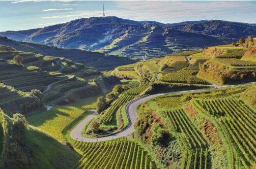 Panorama von deutschen Rotweinanbau in hügeliger Landschaft mit gepflegten Weinbergen bei Sonnenschein. Entdecken Sie die Vielfalt der deutschen Rotweine!