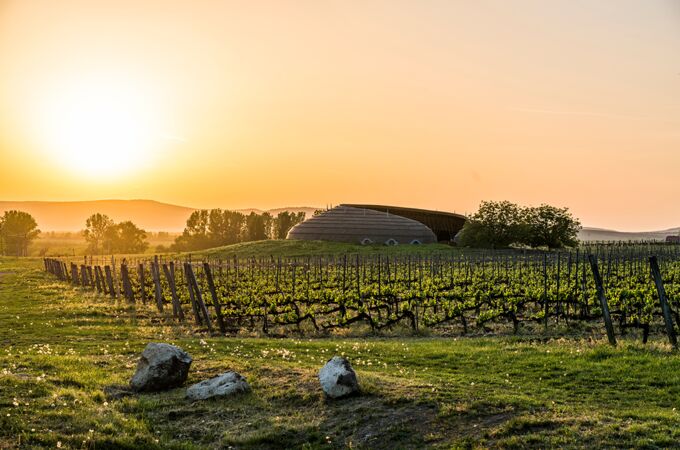 Ein idyllischer Weinberg in Ungarn bei Sonnenuntergang, mit goldenen Lichtstrahlen, die die Reben und die umliegende Landschaft beleuchten. Im Hintergrund ist ein modernes Weingutgebäude zu sehen.