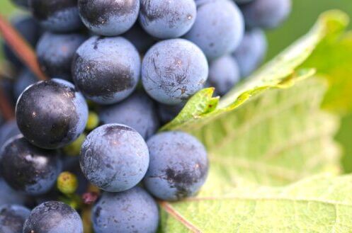 Eine Nahaufnahme von reifen, roten Portugieser-Weintrauben an einem Rebstock mit grünem Laub. Ideal für hochwertigen, delikaten Rotwein!