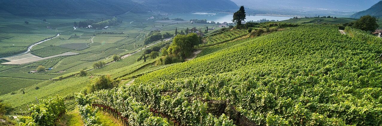 Weinberge von Wilhelm Walch in Italien, grüne Reben auf sanften Hügeln, ideal für hochwertigen Weinbau.