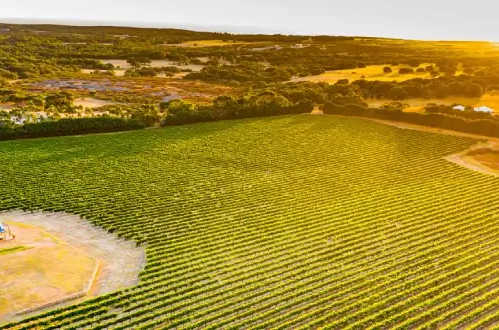 Weingut in Australien mit weitläufigem Weinberg bei Sonnenuntergang, ideal für erstklassige australische Weißweine.