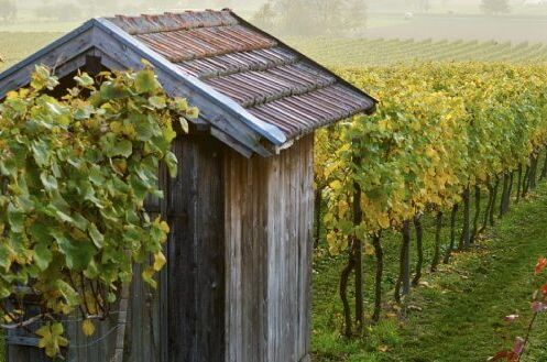 Weinreben in der Weinregion Baden mit Holzhütte im Vordergrund, herbstliche Farben, typische deutsche Weinlandschaft. Entdecken Sie die Weinvielfalt Badens!