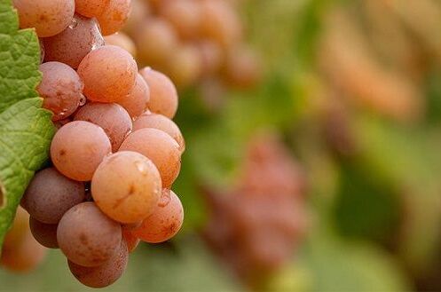 Nahaufnahme von rosa Trauben am Weinstock für alkoholfreien Roséwein, vor grünem unscharfen Hintergrund im Weinberg.