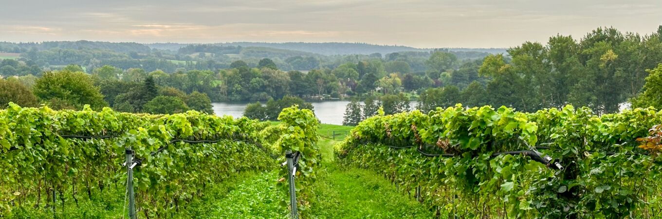 Weinberg mit saftigen grünen Weinstöcken im Sommer, umgeben von grünen Feldern und Flussblick im Hintergrund. Entdecke die Weinlese 2023!