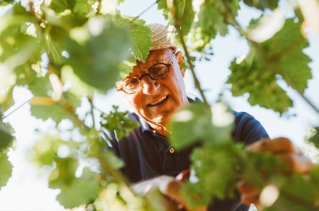 Winzer Steffen James Montigny zwischen Rebstöcken, beim Schneiden der Trauben. Entdecken Sie die besten Weine von Montigny!