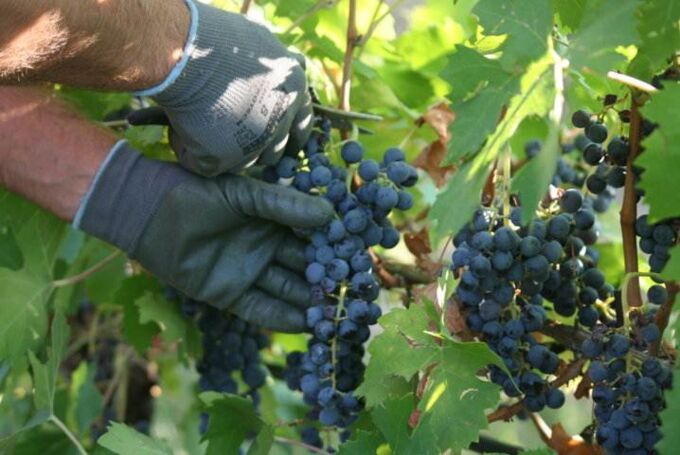 Hand, die reife Rondinella-Trauben bei Tenuta Marcati in einem Weinberg erntet. Perfekt für erstklassige italienische Weine!