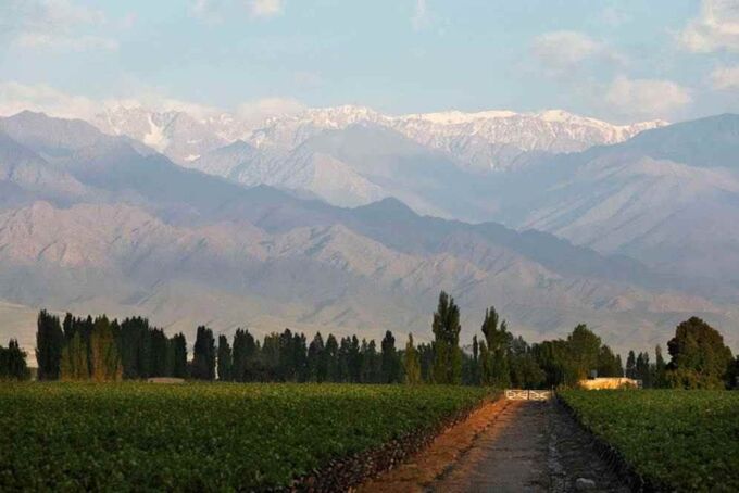 Zuccardi Finca Los Membrillos Weinberg in Argentinien mit malerischem Bergpanorama. Ideal für Liebhaber von feinen Weinen!