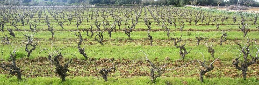 Weinberg der Bodega Anima Negra in Spanien. Alte Reben auf grüner Wiese vor bewaldetem Hintergrund. Authentischer mallorquinischer Wein.