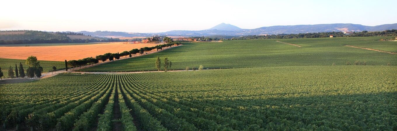 Weinberge von Carpineto Montepulciano in Italien, mit grünen Reben und einer malerischen Landschaft im Hintergrund. Perfekt für Weingenießer!