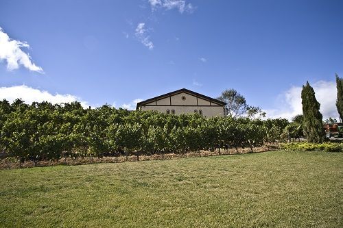 Weingut der Bodega Luis Canas in Spanien, umgeben von grünen Weinreben unter einem klaren blauen Himmel.