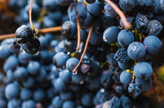 Malbec-Trauben am Weinstock mit blau-schwarzen, reifen Beeren in Nahaufnahme, einige mit Wassertropfen. Erleben Sie die Essenz des Weins hautnah!