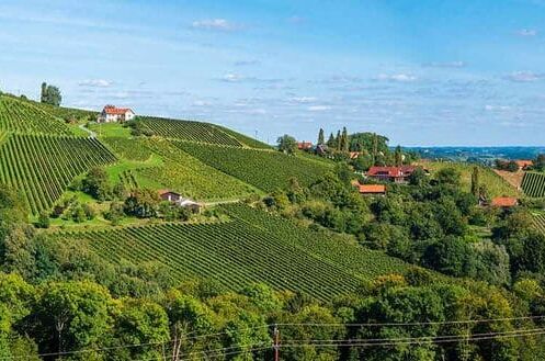 Weinberge in Österreich, Grünflächen und Hügel mit Gebäuden bei klarem Himmel, ideal für Qualitätsweine.