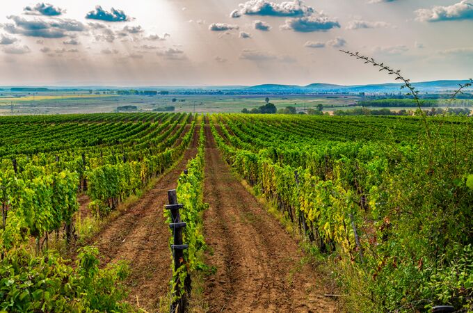 Weitläufige ungarische Weinberge unter einer dramatischen Wolkendecke, mit perfekt gepflegten Rebenreihen, die sich über sanfte Hügel erstrecken.