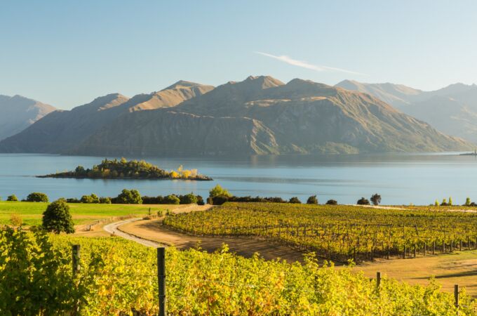 Neuseeländische Weinberge im Vordergrund mit grünen Reben, die sich sanft über die Landschaft erstrecken. Im Hintergrund ein klarer See und Berge unter einem strahlend blauen Himmel.