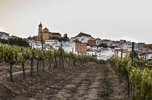 Weinreben in einem spanischen Weinberg mit Blick auf eine malerische Stadt im Hintergrund bei Sonnenuntergang. Ideal für Liebhaber von spanischem Weißwein.