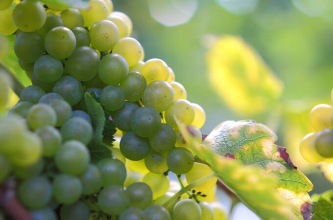 Reife Scheurebe-Trauben im Sonnenlicht, am Rebstock hängend mit teils bräunlich verfärbtem Blatt im Vordergrund – Symbol für aromatische Frische und hochwertige Weißweine aus deutschen Weinregionen.