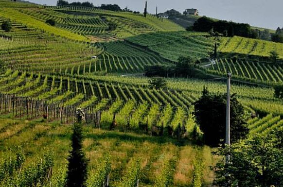 Veganer Weinberg mit gepflegten Rebenreihen und einem traditionellen Haus im Vordergrund. Nachhaltiger Anbau in malerischer Landschaft.