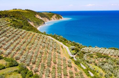 Weinreben in Griechenland, direkt an der Küste angebaut, leuchtend blaues Meer im Hintergrund. Ideal für griechische Weine.