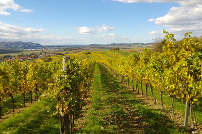 Weinberg im Pfaffl Haidviertel in Österreich an einem sonnigen Tag, Blick auf die schönen Weinhänge und das idyllische Tal.