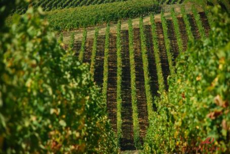 Luftaufnahme der Despagne-Weinberge in Frankreich mit grünen Rebenreihen unter blauem Himmel. Erleben Sie qualitativ hochwertigen Wein!