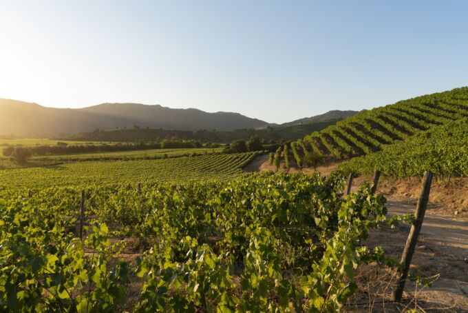 Weinberg des chilenischen Weinguts Montes bei Sonnenuntergang, üppige grüne Reben und hügelige Landschaft im Hintergrund. Genuss pur!