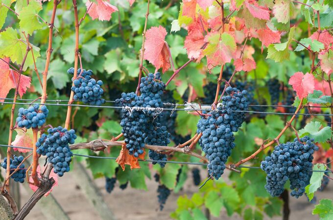 Nahaufnahme eines Weinbergs in Ungarn mit reifen, dunkelblauen Trauben, die an den Rebstöcken hängen. Die Weinblätter zeigen lebendige grüne und rote Herbstfarben, was auf die Erntezeit hindeutet.