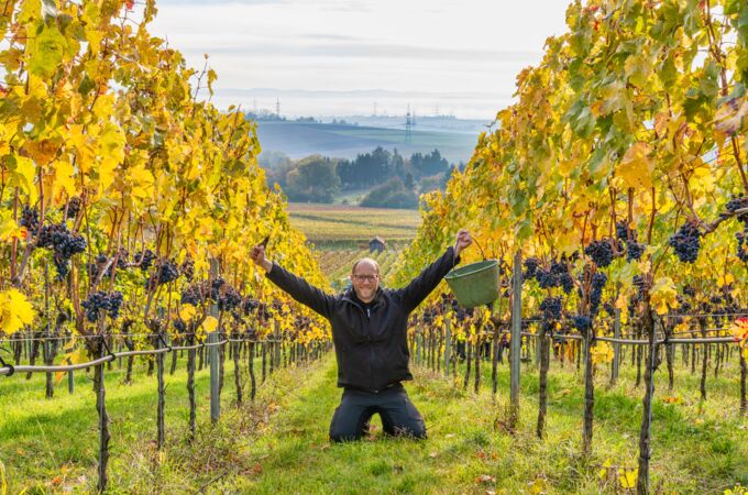 Winzer bei der Ernte im Weingut Christian Hirsch, goldene Herbstreben und reife Trauben. Erleben Sie die Faszination der Weinlese!