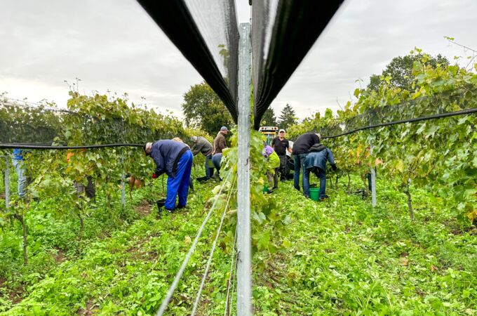 Winzer und Helfer ernten Trauben in einem grünen Weinberg in Schleswig-Holstein bei bewölktem Himmel, Ernte 2023 – genießen Sie die besten Weine!