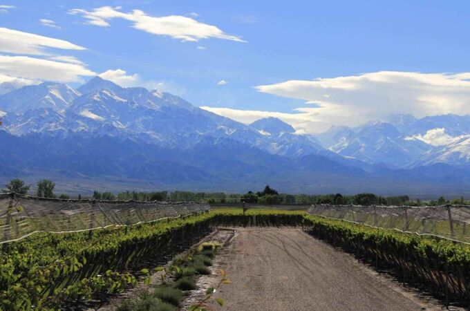 Blick auf das Weingut Zuccardi Finca Vista Flores in Argentinien, wo Reihen von Reben vor der malerischen Kulisse der Anden wachsen. Ideal für Weingenießer!