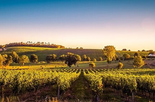 Weinberge in Bordeaux bei Sonnenuntergang mit grünen Weinreben, sanften Hügeln und klarer, ruhiger Landschaft. Perfekt für Spitzenweine.