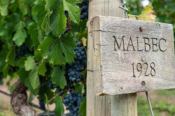 Holzschild mit Aufschrift "Malbec 1928", umgeben von Malbec-Weinreben im Weinberg. Genieße die exquisiten Malbec-Weine!