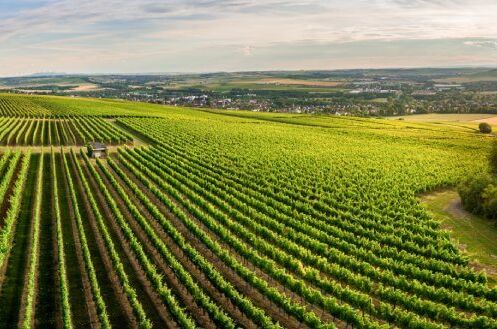 Weite grüne Weinfelder in Rheinhessen bei Sonnenuntergang, die ideale Lage für qualitativ hochwertige Weine.