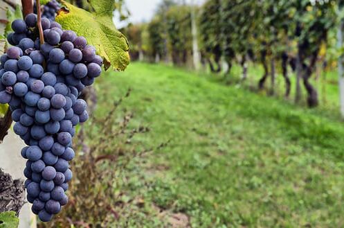 Nahaufnahme von Spätburgunder Pinot Noir Trauben am Rebstock in einem grünen Weinberg bei bewölktem Wetter.