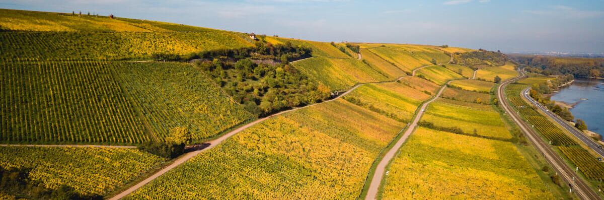 Ausblick auf die malerischen Hügel des Weinguts Seebrich in Deutschland, bedeckt mit üppigen Weinreben unter blauem Himmel.