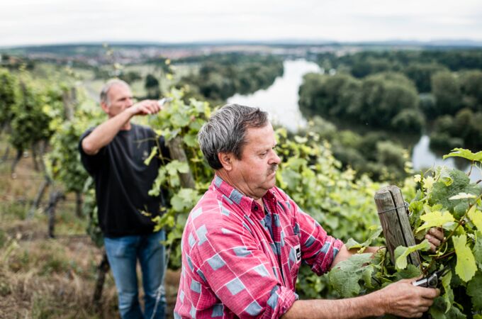 Weingut Zur Schwane Team bei der Weinlese im grünen Weinberg mit Fluss im Hintergrund. Erleben Sie die Leidenschaft des Weinbaus.