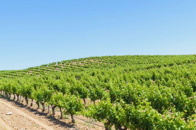 Verdejo Weinberge in der Region Rueda unter strahlend blauem Himmel – die Heimat der Verdejo-Traube, die hier auf sonnenverwöhnten Böden für frische, aromatische Weißweine gedeiht.