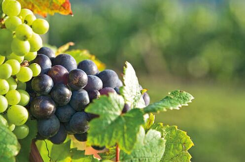 Reife und unreife Weintrauben am Weinstock in Pessac-Léognan, Bordeaux. Perfekte Mischung aus Farbe und Geschmack für feinste Weine.