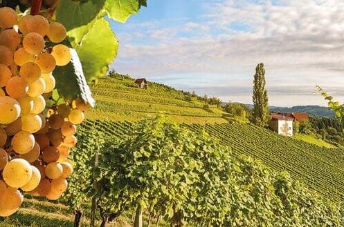 Sauvignon Blanc Weintrauben in einem malerischen Weinberg bei sonnigem Wetter, ideale Bedingungen für Qualitätswein.