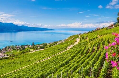 Weinberg in der Schweiz mit Blick auf einen See, umgeben von blühenden Blumen und Bergen im Hintergrund.