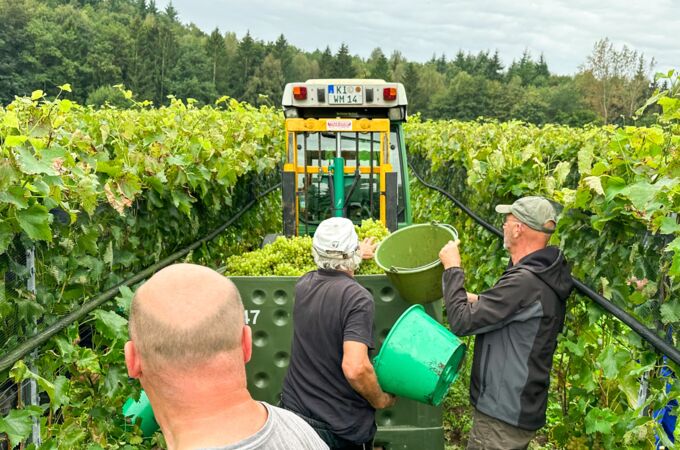 Weinlese im Weinberg mit mehreren Personen, die grüne Trauben in einen Anhänger ernten, umgeben von Rebstöcken und grünem Laub. Eine aufregende Erntezeit!