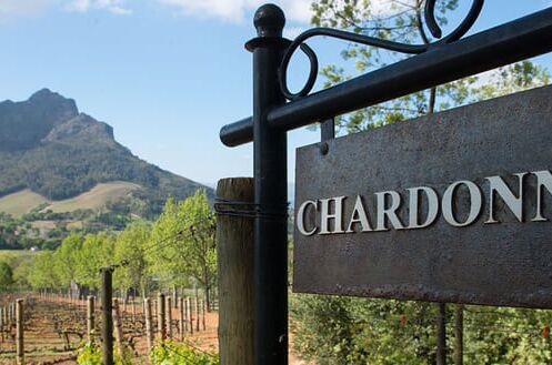 Weinberg mit chardonnay-Anbau und Schild, dahinter malerische Landschaft und Berge.