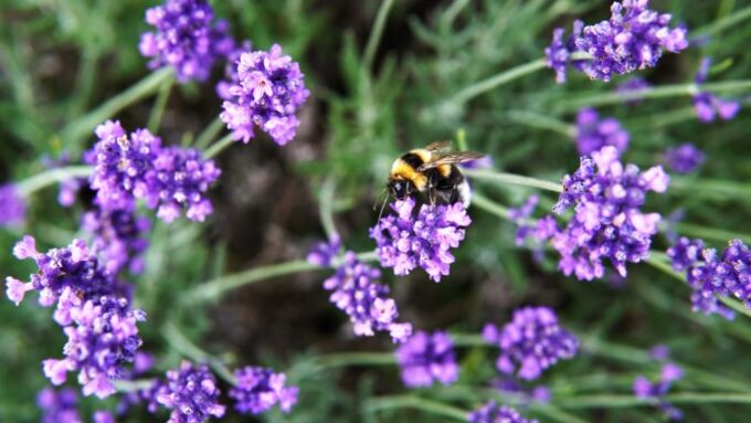 Nahaufnahme einer Hummel auf violetten Lavendelblüten im Garten.