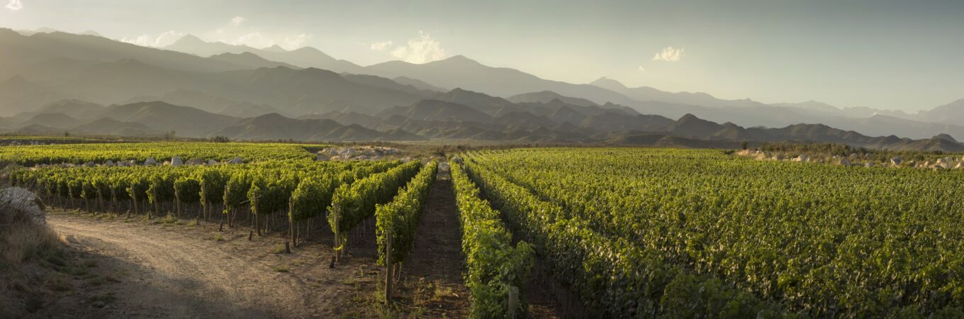 Weinberge von Trapiche in Argentinien bei Sonnenuntergang, umgeben von Bergen. Perfekt für erstklassige argentinische Weine!