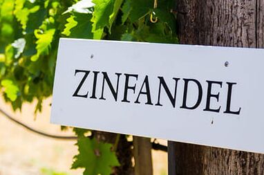 Nahaufnahme einer Zinfandel-Weinrebe im Sommer mit Sonnenschein. Entdecken Sie unseren hochwertigen Zinfandel-Wein!