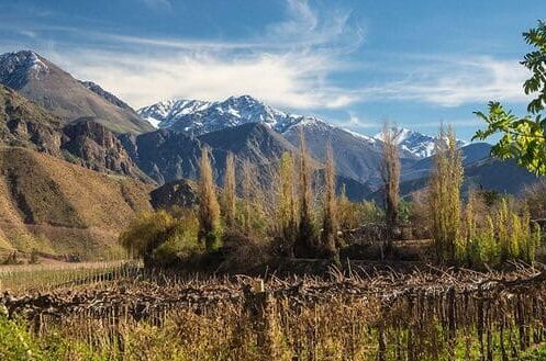 Weinberg in Chile vor beeindruckendem Bergpanorama und blauem Himmel. Ideal für Weingenießer, die chilenische Weine entdecken möchten.