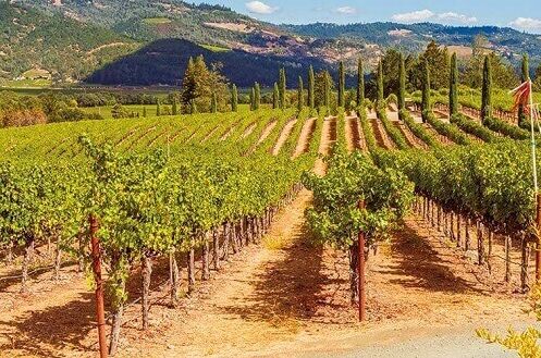 Weinanbaugebiet in den USA mit grünen Rebenreihen, Bergen im Hintergrund und klarem blauen Himmel. Perfekte Region für erstklassigen Wein.