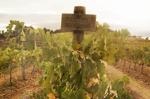 Ein Feld von Cabernet Sauvignon Weinreben in der Abendsonne mit einem Holzschild, das die Rebsorte kennzeichnet. Erlesener Wein aus besten Trauben!