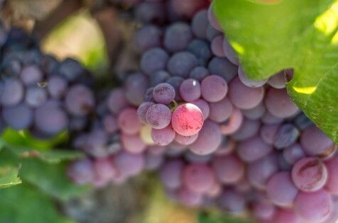 Nahaufnahme von reifen, violett-roten Weintrauben an einem Weinstock mit grünen Blättern. Ideal für Ego Bodegas Weine!