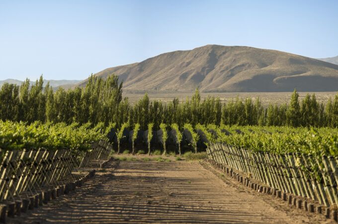 Weinberg von Trapiche in Argentinien mit grünen Reben und Bergen im Hintergrund, ideal für hochwertigen Wein.